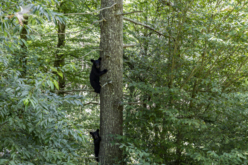 Eagles Nest Bear