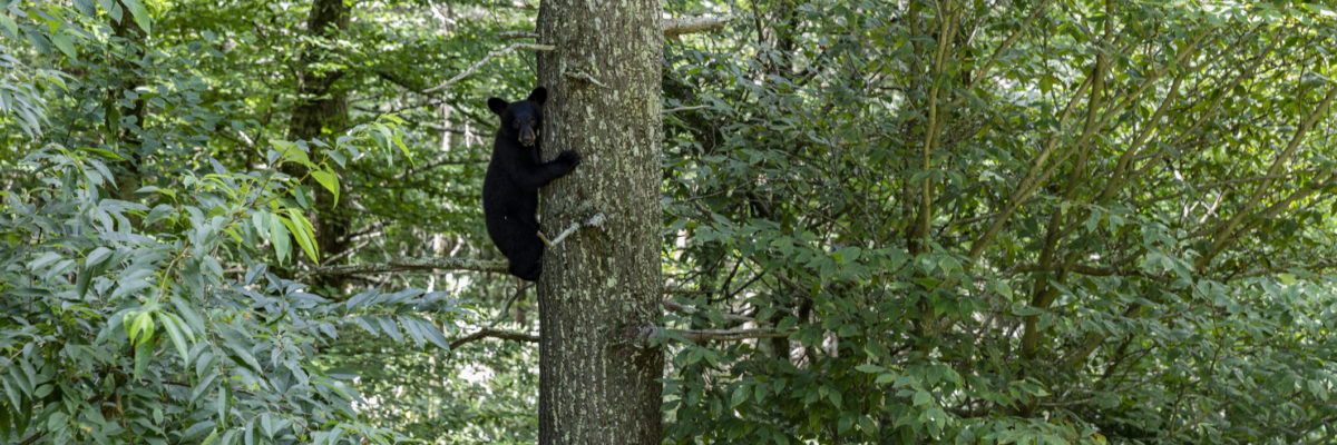 Eagles Nest Bear